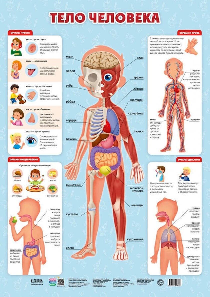 Didaktik plakat Геодом «İnsan bədəni», 45х64 sm - Qiymeti, Bakıda almaq ...